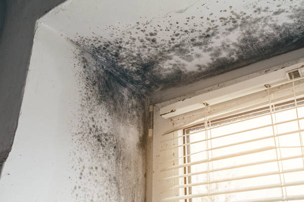 Affordable Attic Mold Remediation solutions in Thompsontown, PA